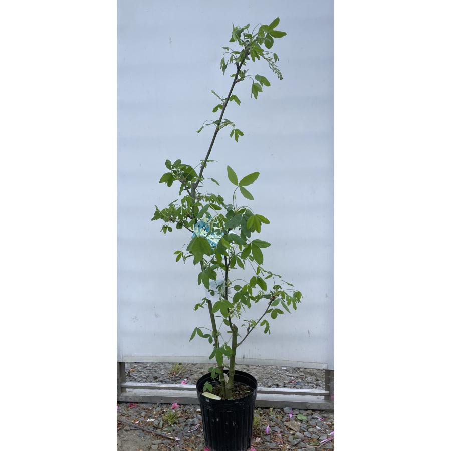 キングサリ 約1.1m 現品販売 植木 苗木 大苗 金鎖 キバナフジ キング