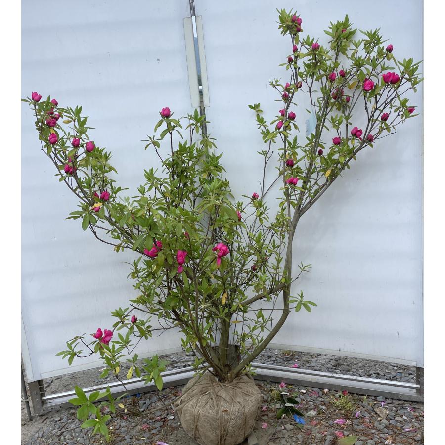 薔薇咲きツツジ 赤花 千重大紫 株立ち 約1.3m 現品発送 平戸ツツジ