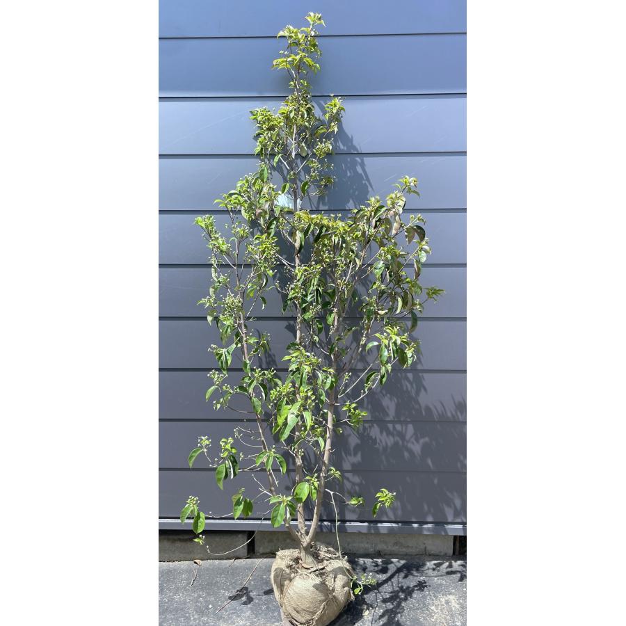 常緑ヤマボウシ 月光 株立ち 約1.9m 現品発送 特大株 植木苗木大苗