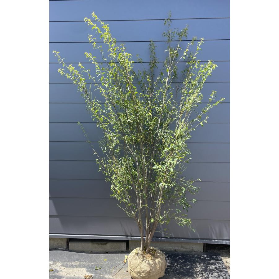 ハイノキ 7本株立ち 約2.4m 現品発送 一点物 豪華株 超特大株 植木苗木大苗 灰の木 常緑樹 シンボルツリー 送料無料 : 大福樹苗園 ...