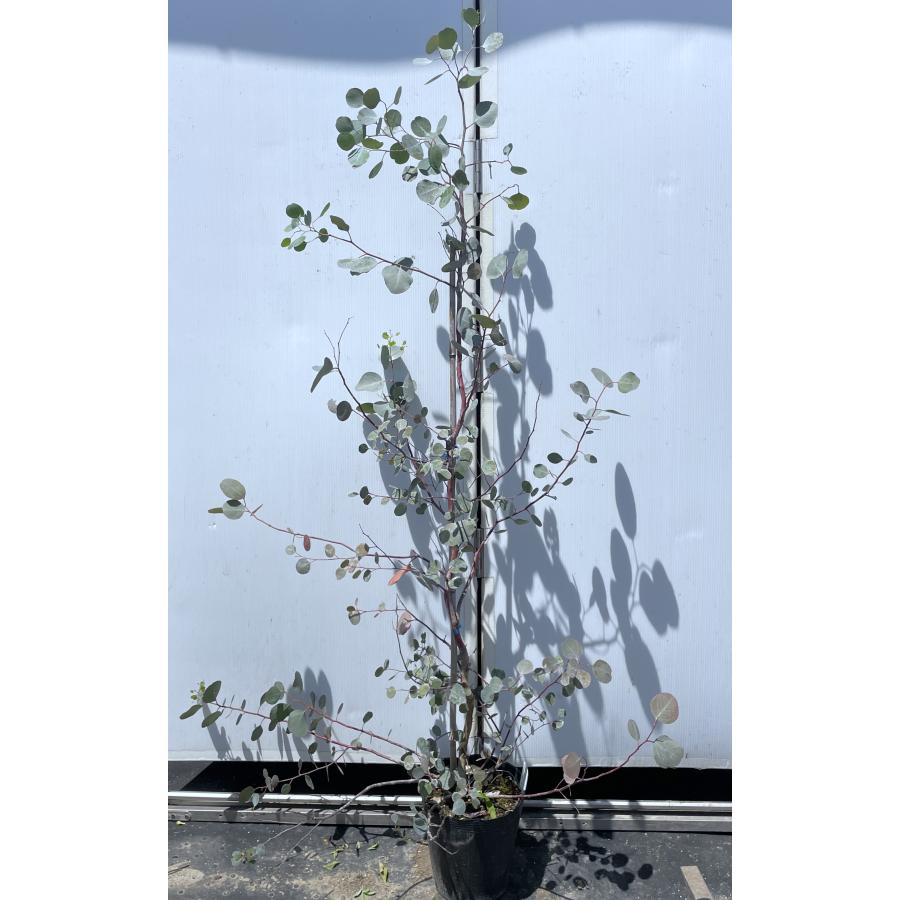 ポポラス 丸葉ユーカリ 約1.6m 現品発送 特大株 植木苗木 丸葉の 