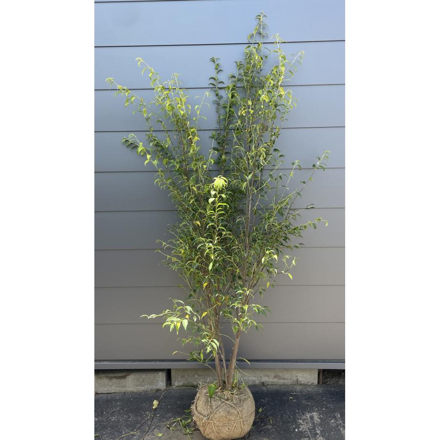ハイノキ 5本株立ち 約1.8m 現品発送 特大植木苗木大苗 灰の木 常緑樹 シンボルツリー 送料無料 : 大福樹苗園 - 通販 ...