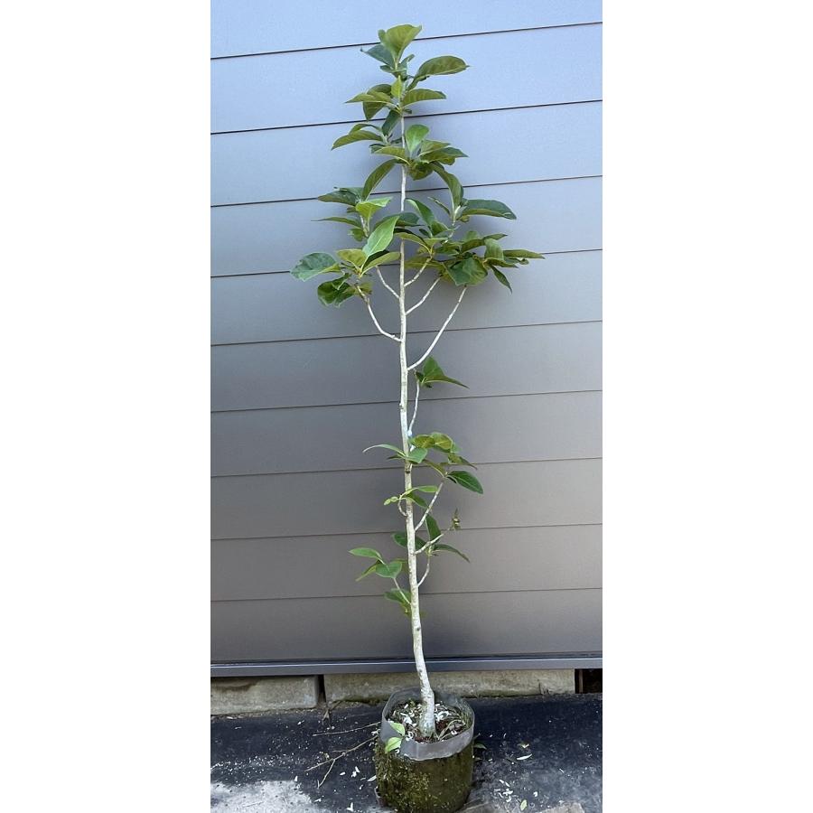 紅花モクレン ブラックチューリップ 約1.8m 現品発送 希少種 特大株