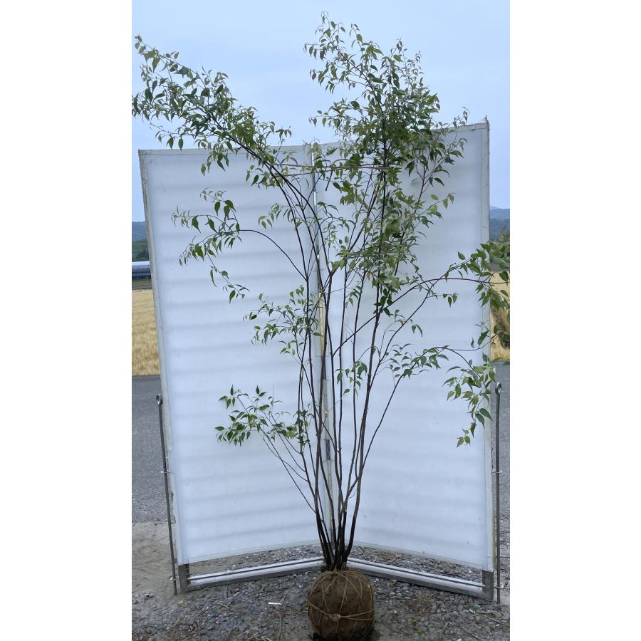ハイノキ 6本株立ち 約2.3m 現品発送 一点物 豪華株 特大植木大苗苗木