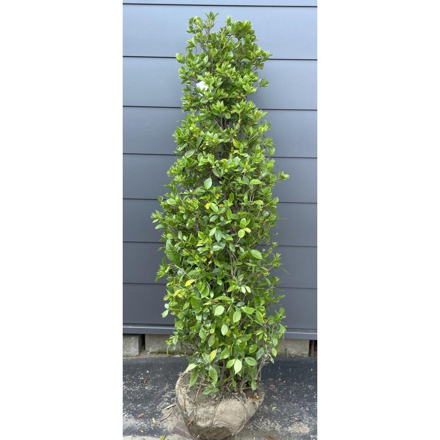 八重咲きヒメクチナシ 約1.5m 現品発送 特大株 大苗植木苗木 2色咲