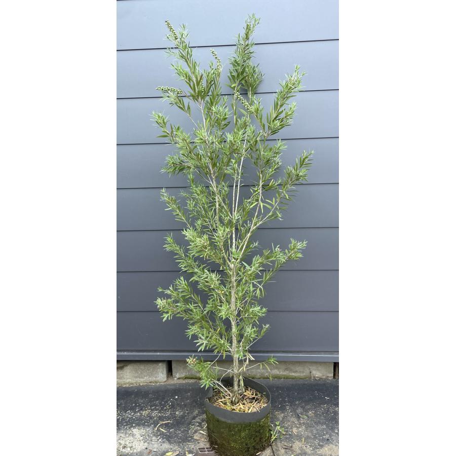 【現品】カリステモン・ドーソンリバー　ブラシの木　9号　D8番 現品】カリステモン・ドーソンリバー ブラシの木 9号 D8番 ブラシノキ