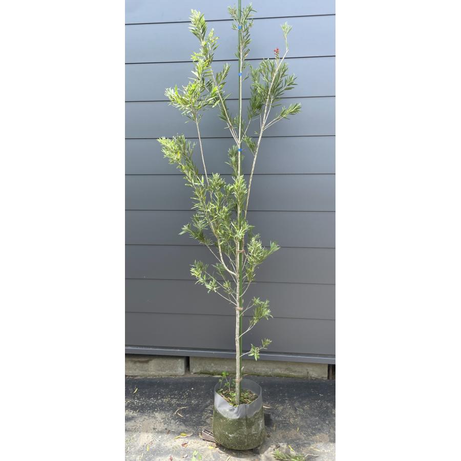 【現品】カリステモン・ドーソンリバー　ブラシの木　9号　D8番 現品】カリステモン・ドーソンリバー ブラシの木 9号 D8番 現品