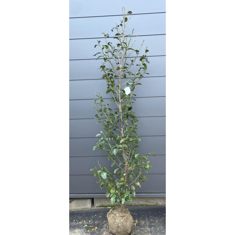 サカキ 榊 サカキ 約1.9m 現品販売 特大株 植木 苗木 大苗 榊の木 本榊