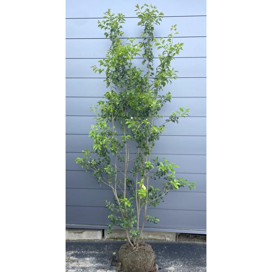 ソヨゴの木 6本株立ち 約2.3m 現品発送 美樹形株 超特大株 植木