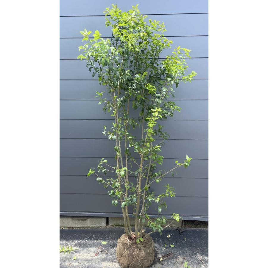 ソヨゴの木 6本株立ち 約2.2m 現品発送 美樹形株 特大株 植木苗木