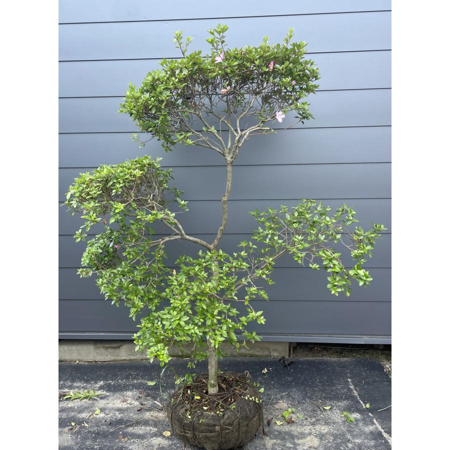 サツキツツジ さつま紅 約1.7m 現品発送 一点物 特大株 苗木 大苗