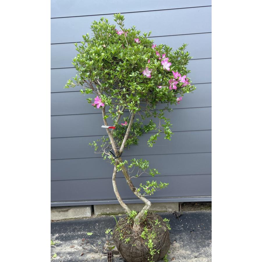 サツキツツジ さつま紅 約1.6m 現品発送 一点物 特大株 苗木 大苗