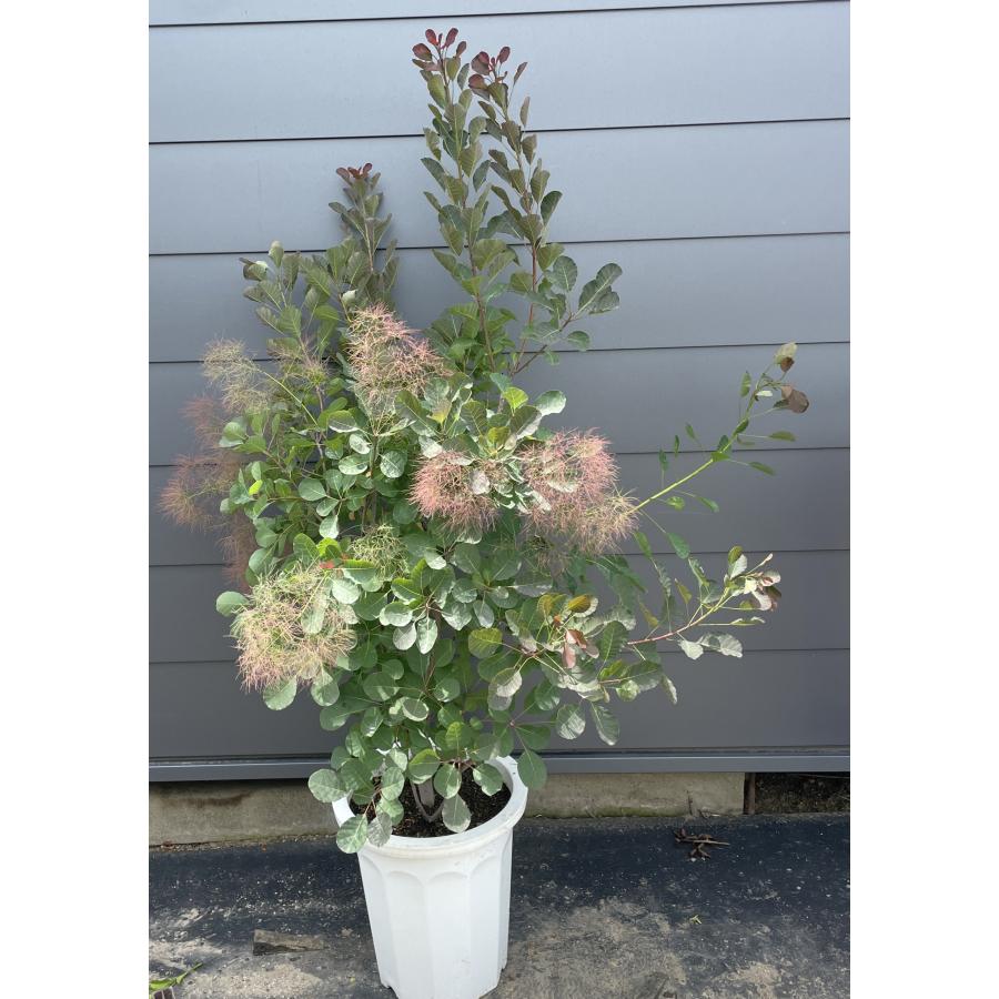 鉢植え 赤花スモークツリー 株立ち 約1.5m 現品発送 ケムリノキ 特大