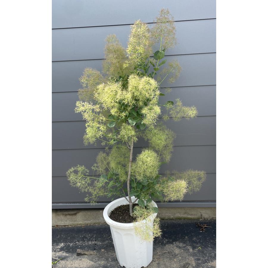 鉢植えピンク花スモークツリー 約1.4m 現品発送 特大株 植木 苗木