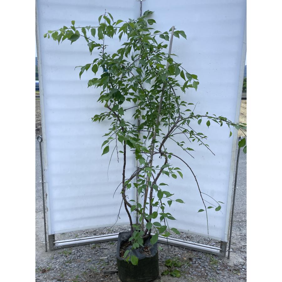 紅白ピンク3色しだれ梅 約1.7m 現品発送 美樹形株 特大株 植木 苗木