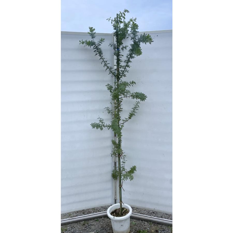 鉢植えミモザアカシア 約2.1m 現品発送 超特大株 植木苗木 ギンヨウ