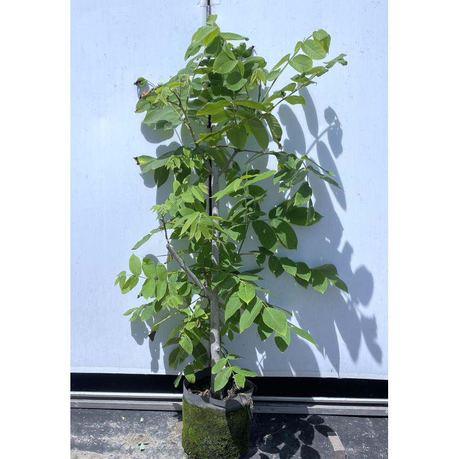 鬼クルミの木 約1.4m 現品発送 超特大株 植木苗木 大苗 果樹