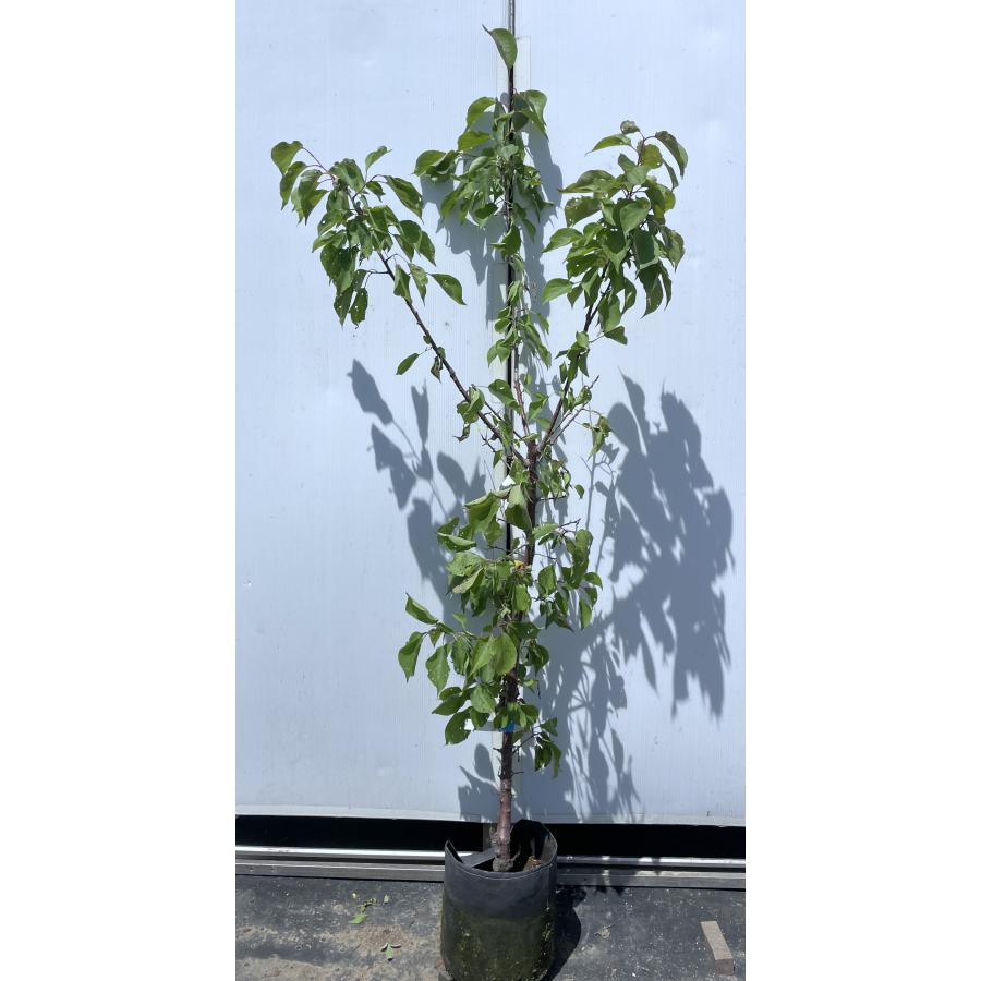 豊後梅の木 約1.7m 現品発送 特大株 ぶんご梅 植木 苗木 大苗 大実梅