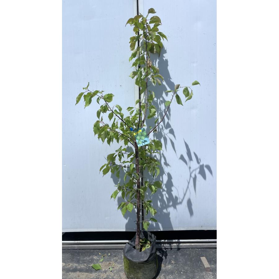 豊後梅の木 約1.7m 現品発送 特大株 ぶんご梅 植木 苗木 大苗 大実梅