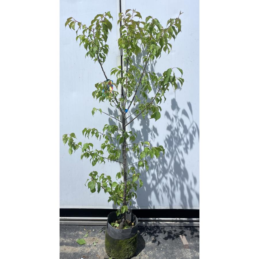 南高梅の木 約1.7m 現品発送 特大株 植木苗木大苗 大実梅 花も
