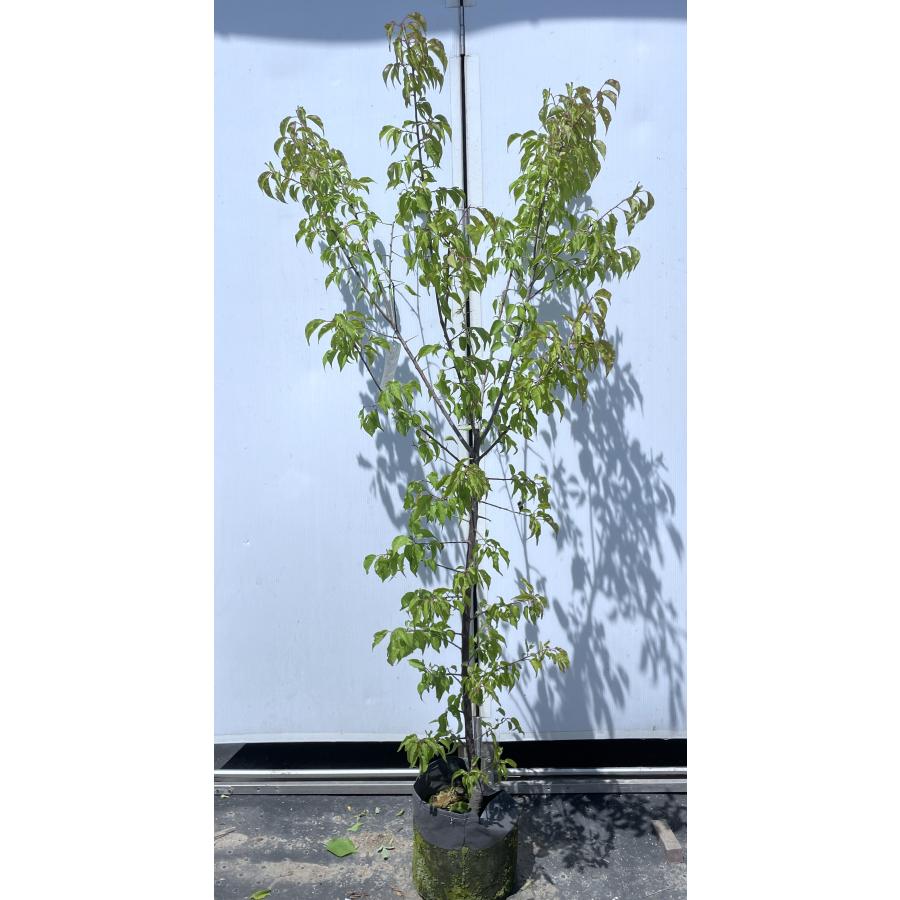 南高梅の木 約1.7m 現品発送 特大株 植木苗木大苗 大実梅 花も