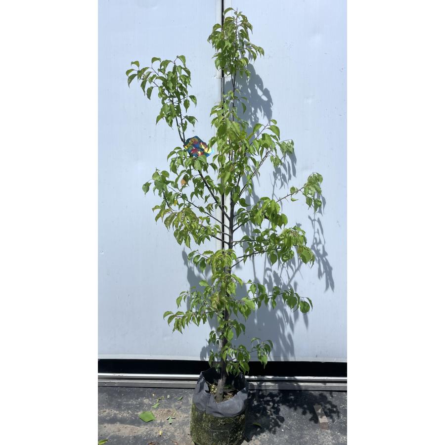 南高梅の木 約1.7m 現品発送 特大株 植木苗木大苗 大実梅 花も