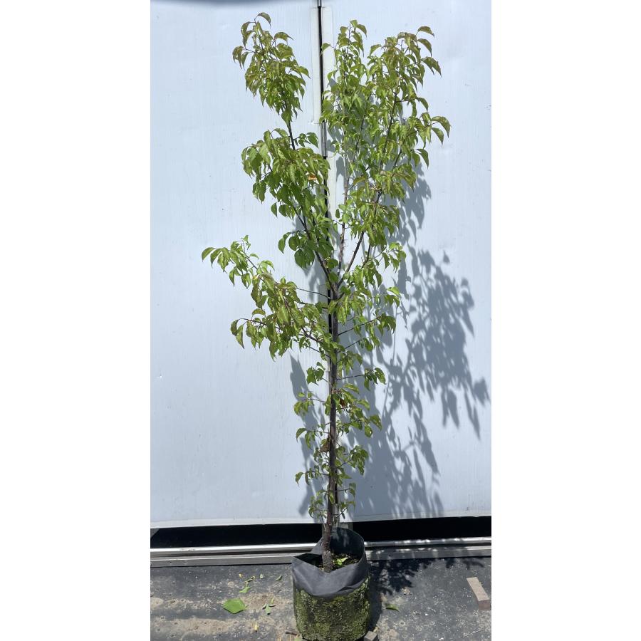 南高梅の木 約1.7m 現品発送 特大株 植木苗木大苗 大実梅 花も