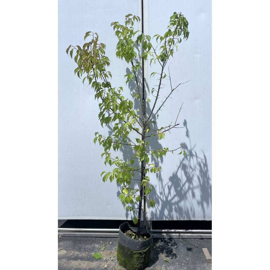 南高梅の木 約1.6m 現品発送 特大株 植木苗木大苗 大実梅 花も