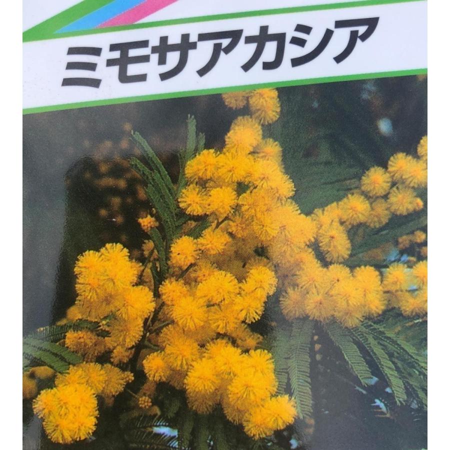 鉢植えミモザアカシア 約2m 現品発送 超特大株 植木苗木 ギンヨウ