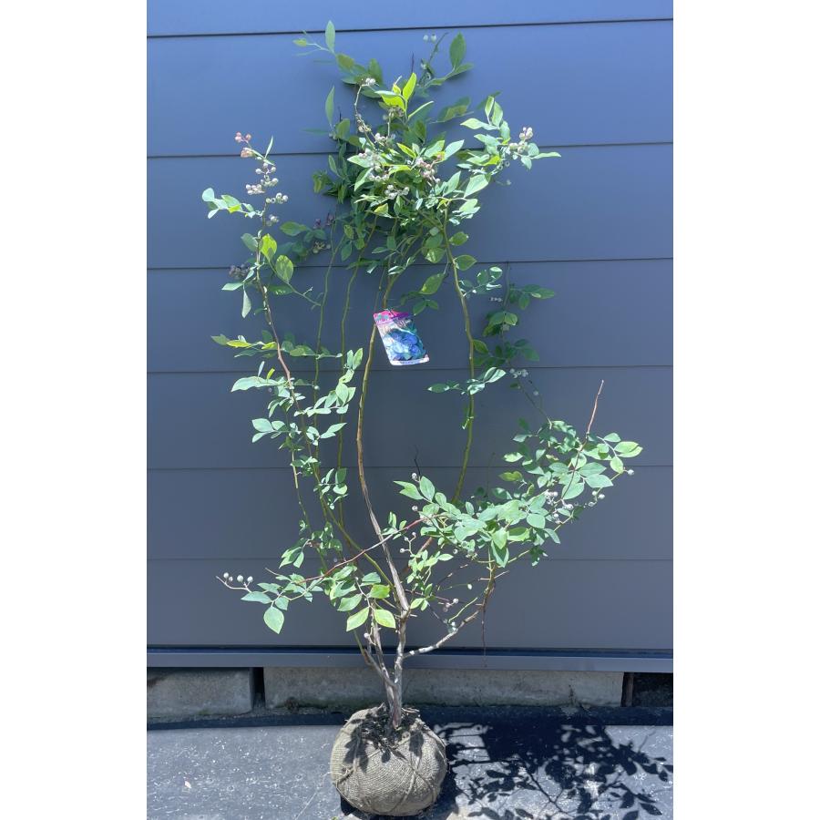 ブルーベリー パウダーブルー 約1.4m 現品発送 特大株 植木 苗木 大苗