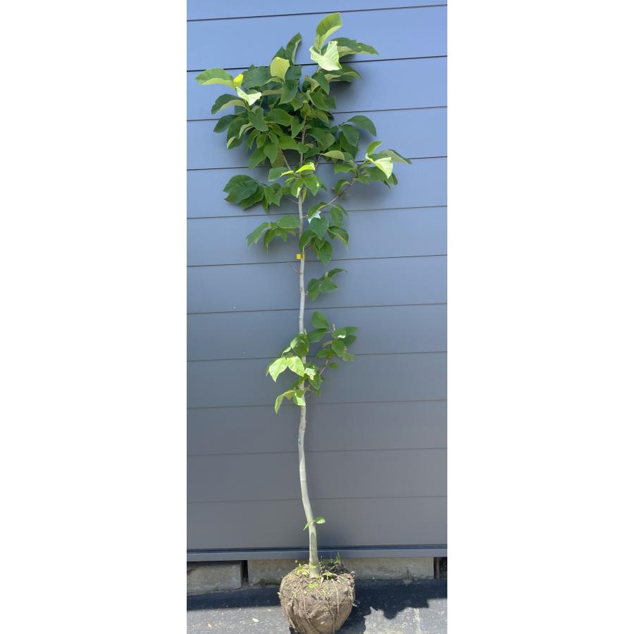 黄花モクレン イエローバード 約2.1m 特大株 植木 苗木 大苗 黄木蓮