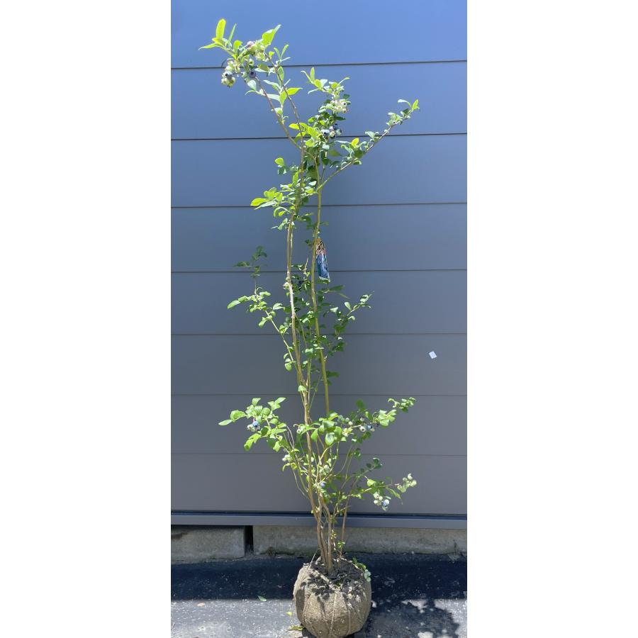 ブルーベリー苗オニール＆バルドウィン大苗2本セット ブルーベリー ビックオニール 1.5m 現品発送 特大株 植木苗木大苗