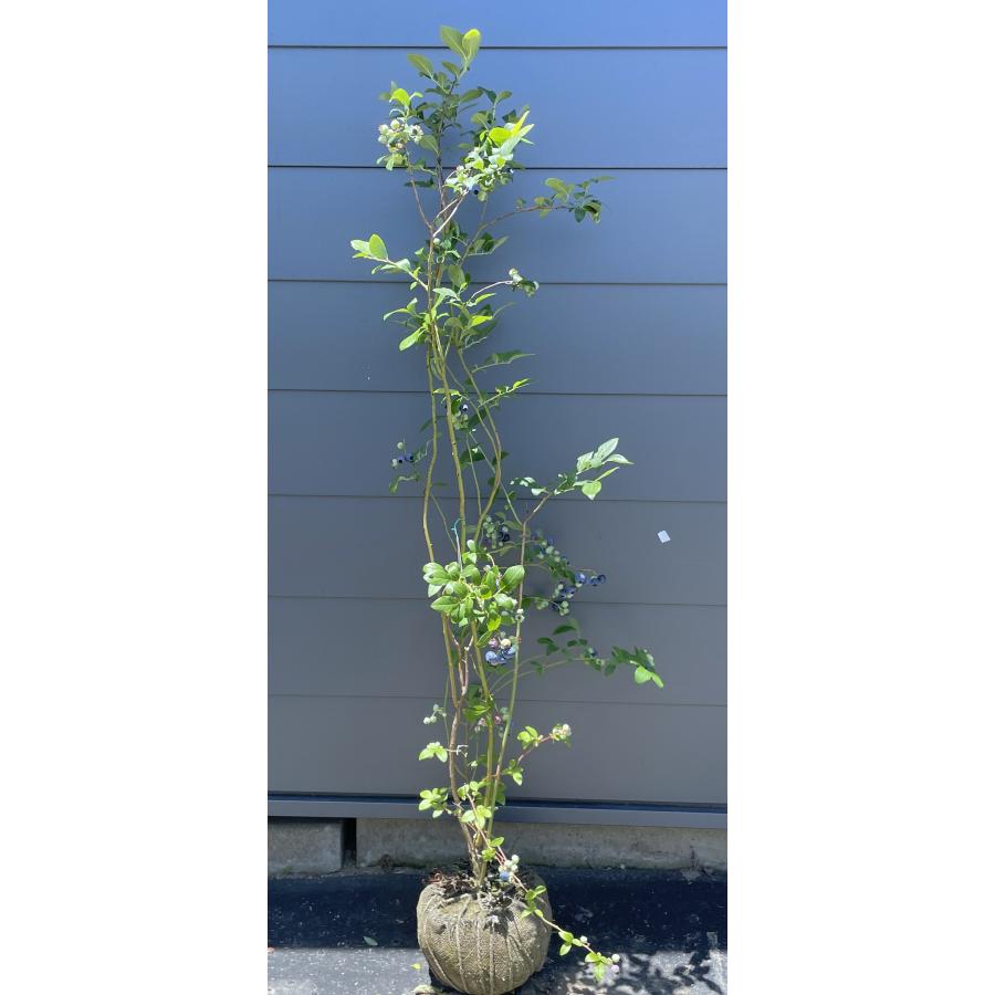 ブルーベリー ビックオニール 株立ち 約1.5m 現品発送 特大株 植木