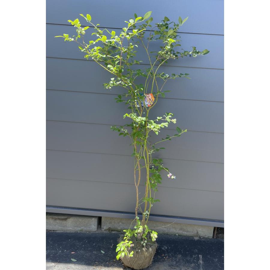 ブルーベリー ビックオニール 約1.4m 現品発送 特大株 植木苗木大苗