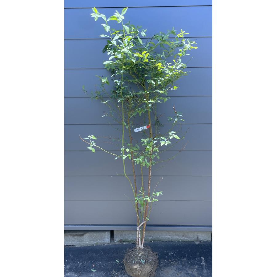 ブルーベリー ティフブルー 株立ち 約1.6m 現品発送 特大株 植木苗木 