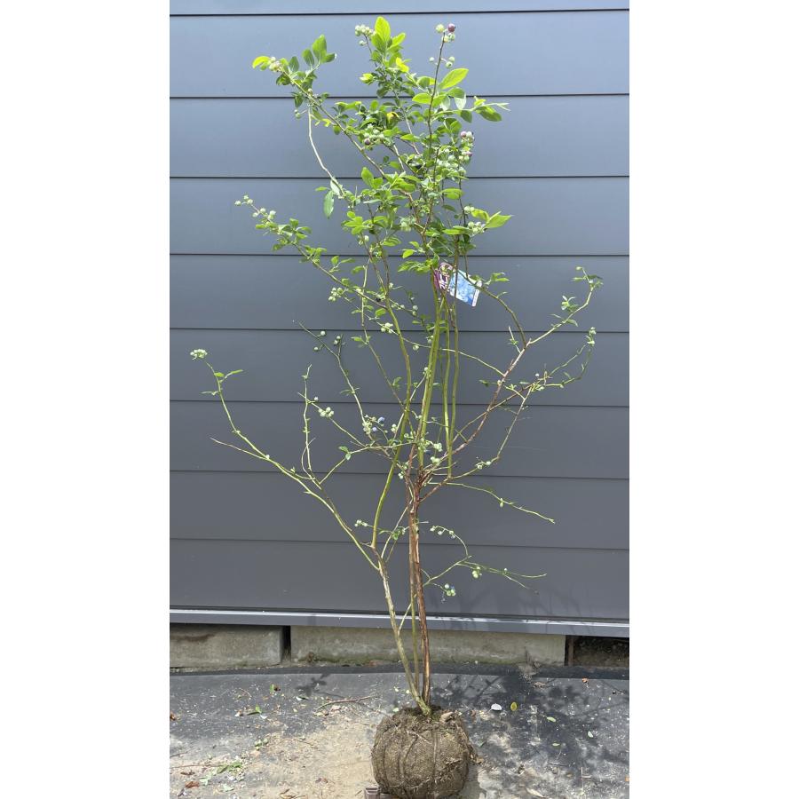 ブルーベリー ビックオニール 1.7m 現品発送 特大株 植木苗木大苗