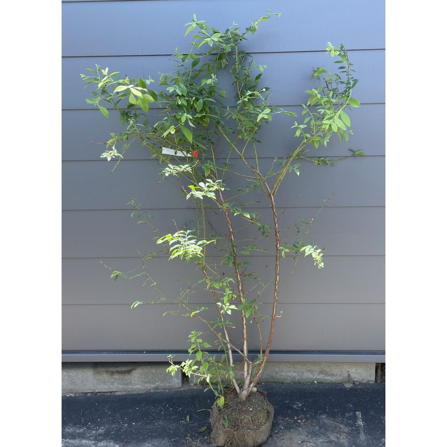 ブルーベリー ティフブルー 株立ち 約1.5m 現品発送 特大株 植木苗木 