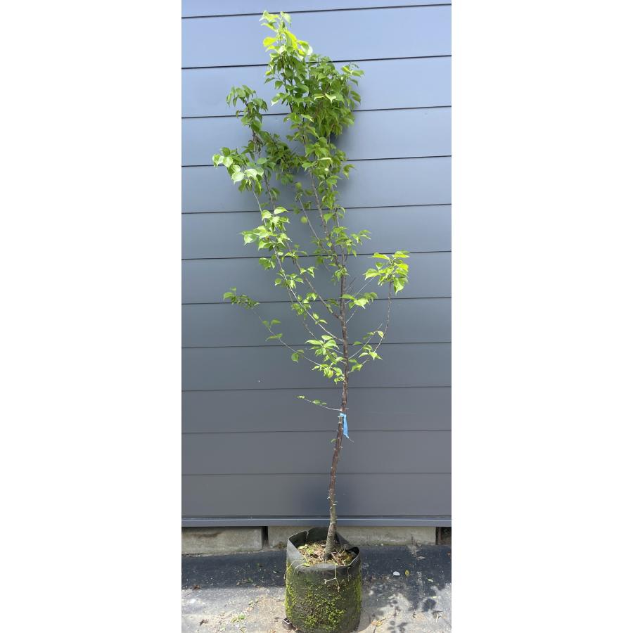 青軸梅 約2m 現品発送 特大株 植木 苗木 大苗 大実梅 花も楽しめる 