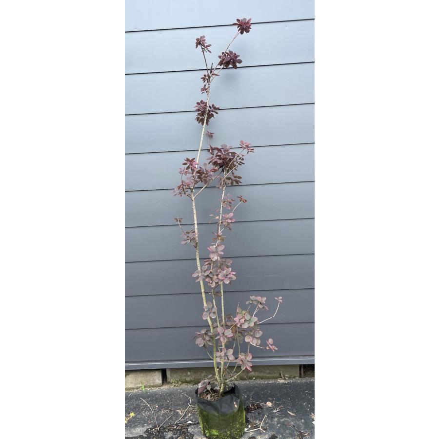 紫葉スモークツリー ロイヤルパープル 株立ち 約1.8m 現品発送 超特大