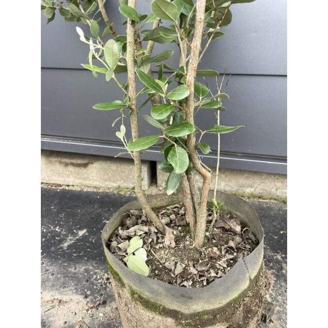 フェイジョア 株立ち 約1.5m 現品発送 植木 苗木 大苗 常緑樹