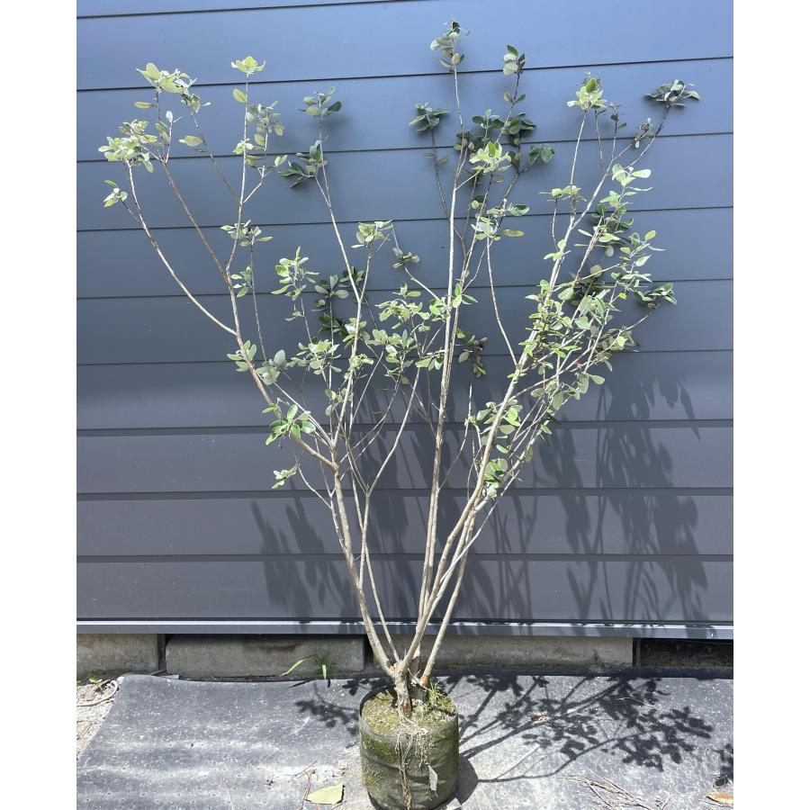 優良。フェイジョア株立ち1.7M(鉢底から)品番A 優良。フェイジョア株立ち1.7M(鉢底から)品番B