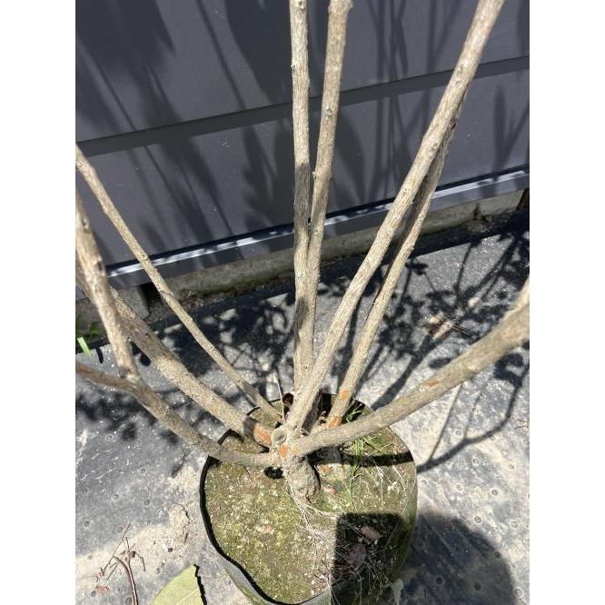 フェイジョア 6本株立ち 約1.8m 現品発送 豪華株 植木 苗木