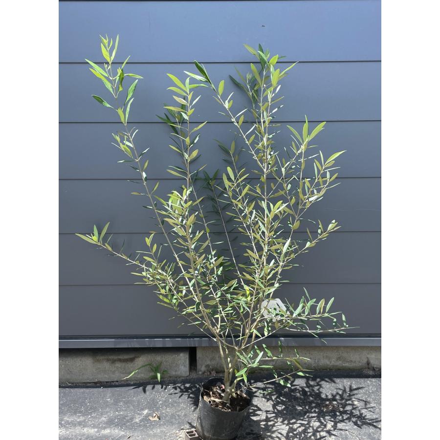 オリーブの木 ヒナカゼ 株立ち 約1.3m 現品発送 超特大株 植木 苗木