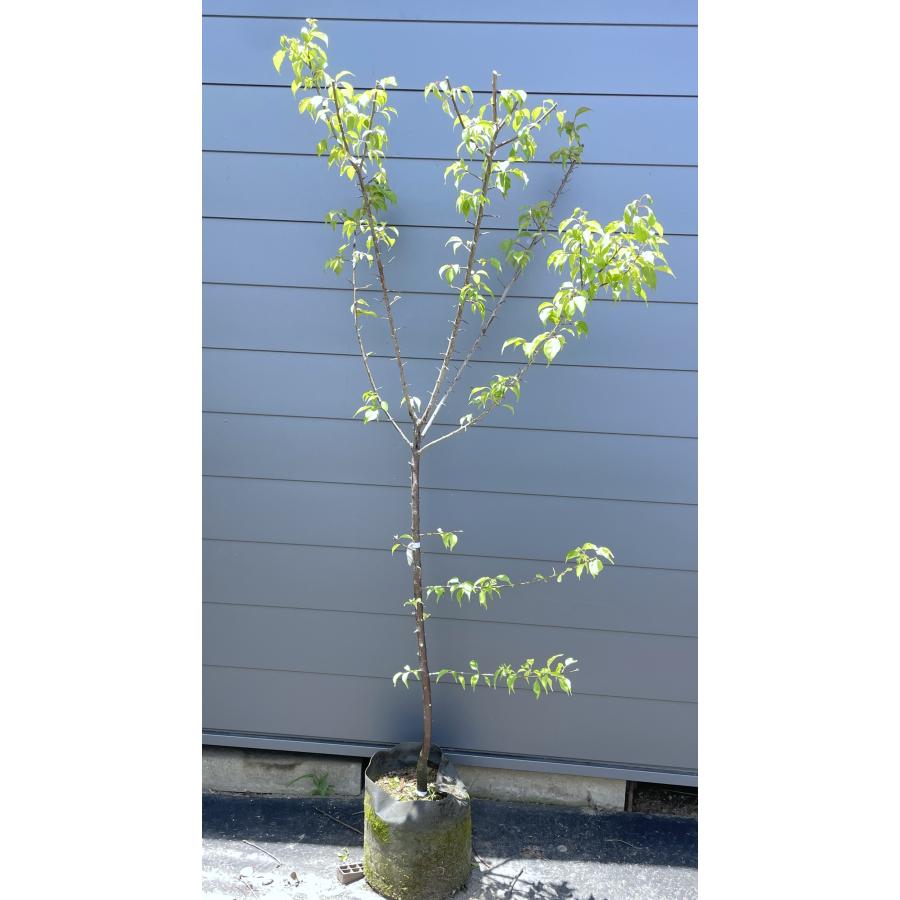 南高梅の木 約2m 現品発送 特大株 植木苗木大苗 大実梅 花も楽しめる