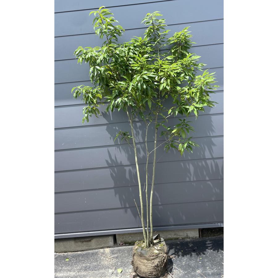 どんぐりの木 シラカシ 株立ち 約1.9m 現品販売 特大株 植木 苗木
