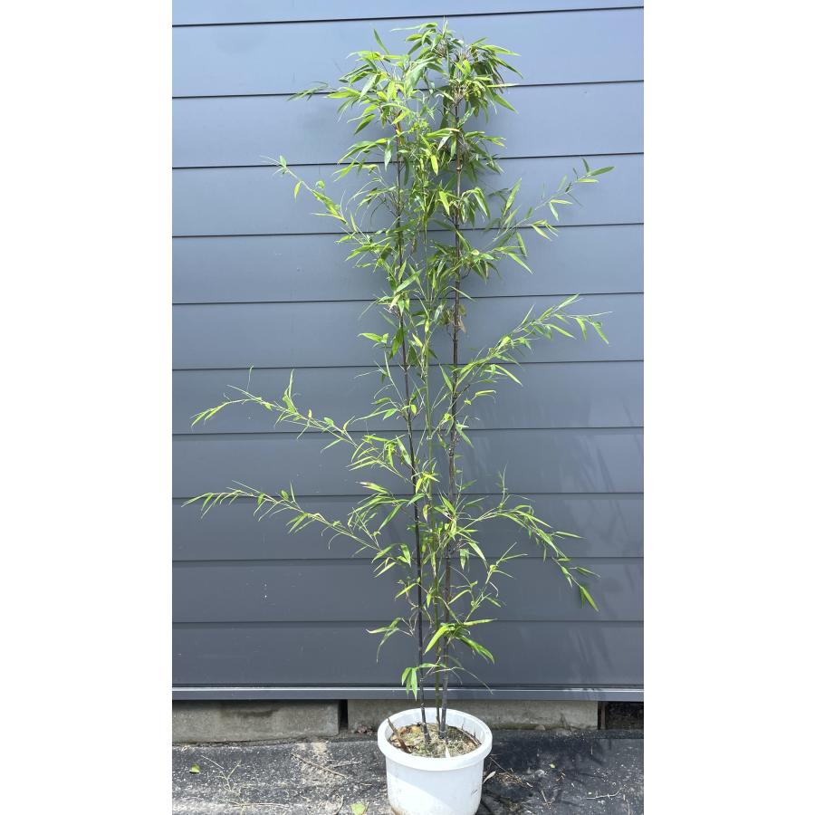 鉢植え 黒竹 株立ち 約2m 現品発送 特大株 植木苗木大苗 クロチク