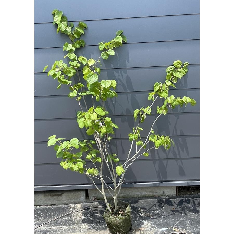 ハナズオウ 株立ち 約1.6m 現品発送 特大株 植木 苗木 大苗 花スオウ