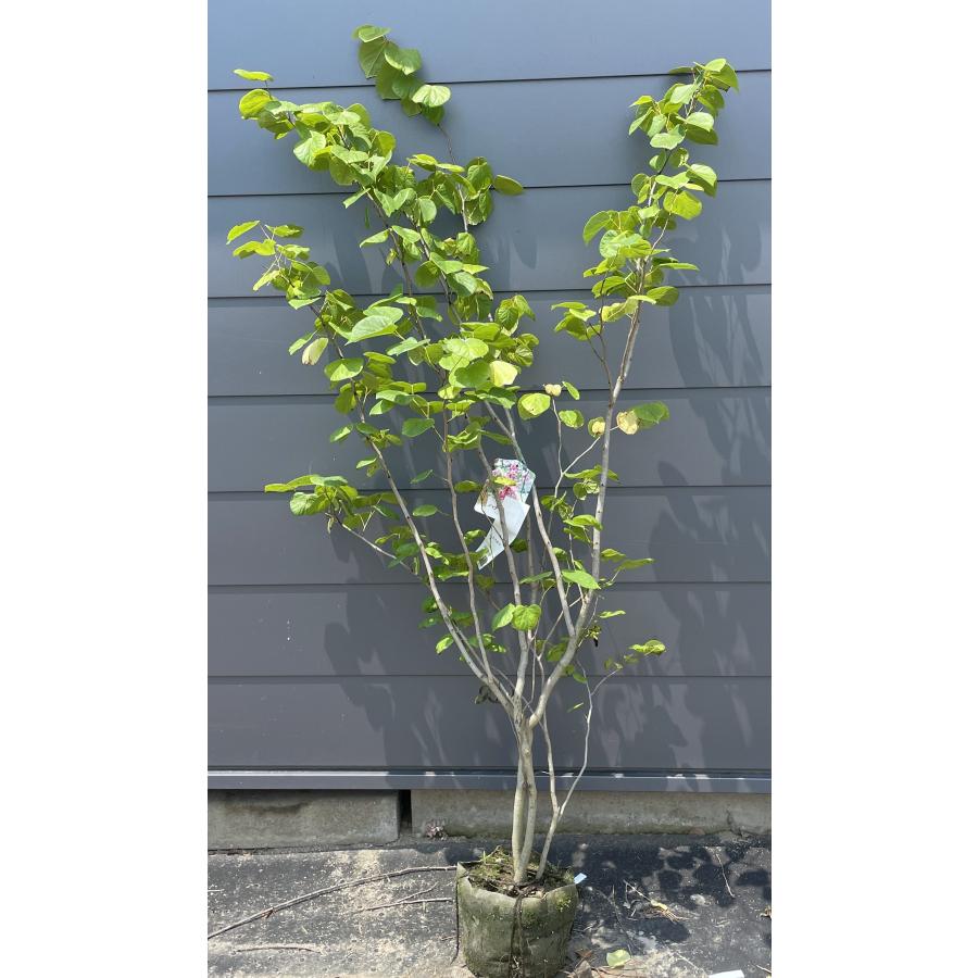 ハナズオウ 株立ち 約1.6m 現品発送 特大株 植木 苗木 大苗 花スオウ