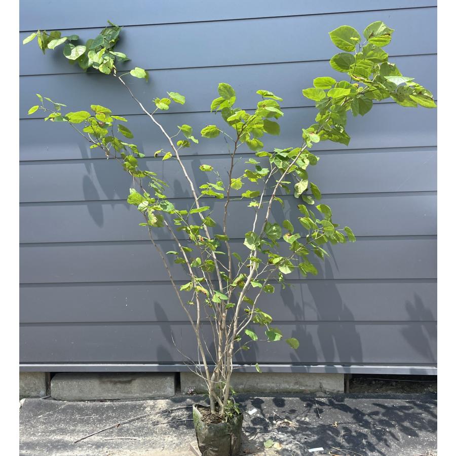 ハナズオウ 5本株立ち 約1.7m 現品発送 特大株 植木 苗木 大苗 花