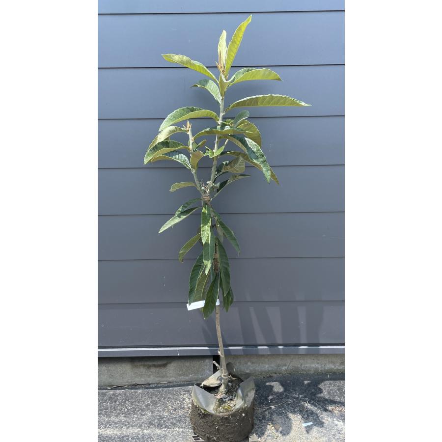種苗登録ビワの木 BN21号 約1.3m 現品発送 特大植木苗木 大苗果樹 大